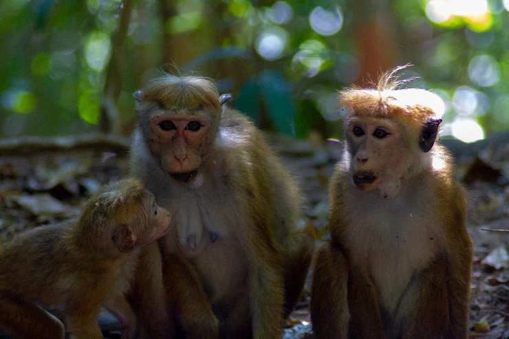 Monkeys, Udawatta Kele, Kandy