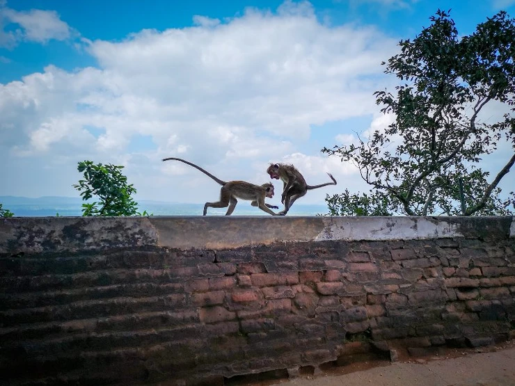 Monkeys at Sigiriya