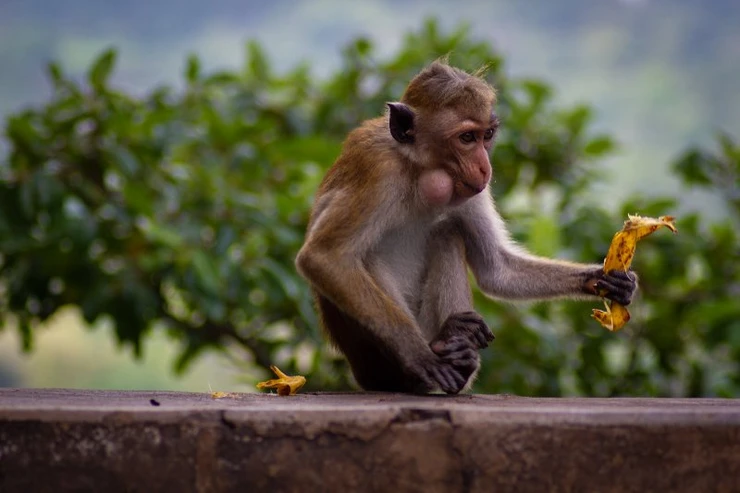 Monkeys at Sigiriya