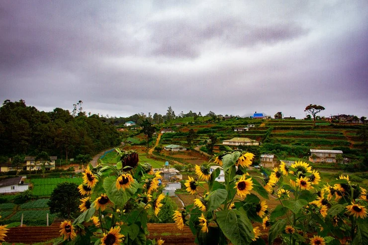 Nuwara Eliya