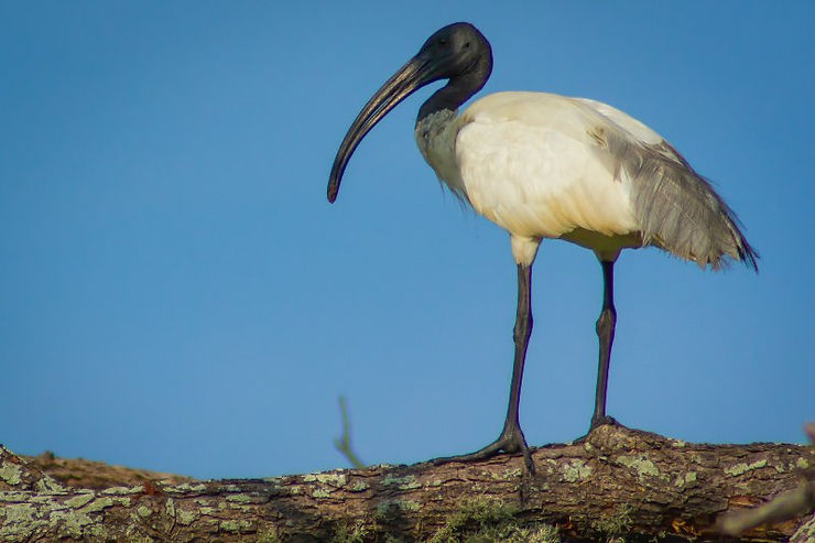 Black-necked Ibis