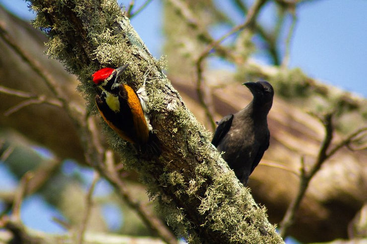 Woodpecker conversing (Billie spotted woodie while I was snapping the Ibis)