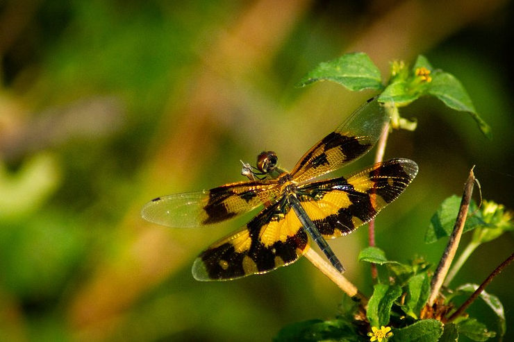 Butterfly (photo by Billie)