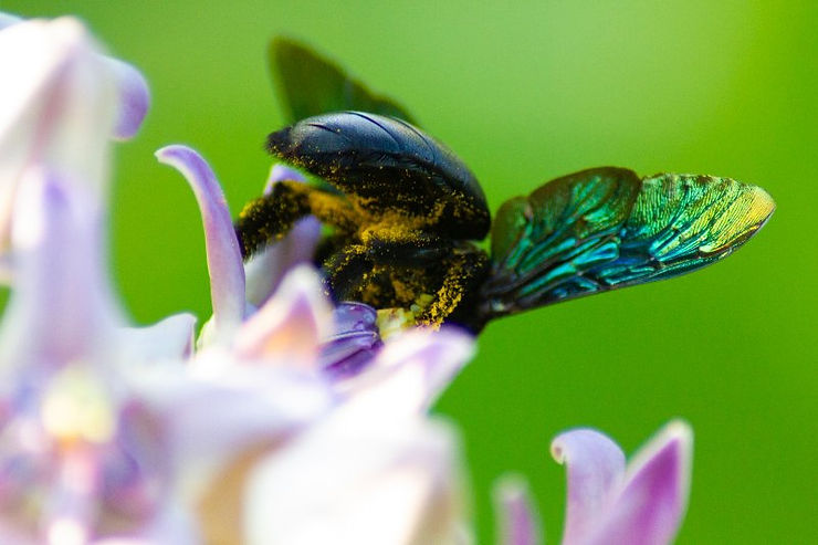 Maybe a Carpenter Bee (or beetle of some sort) , collecting pollen