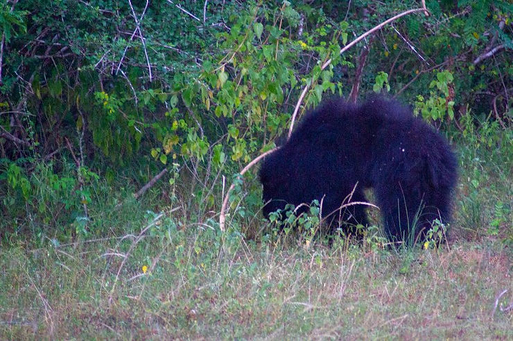 Sloth bear, Yala Safari