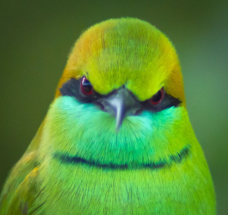 Little Green bee-eater, bird, Yala Safari