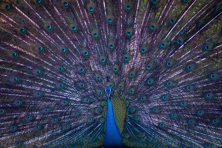 Male Peacock, Bird, Yala Safari