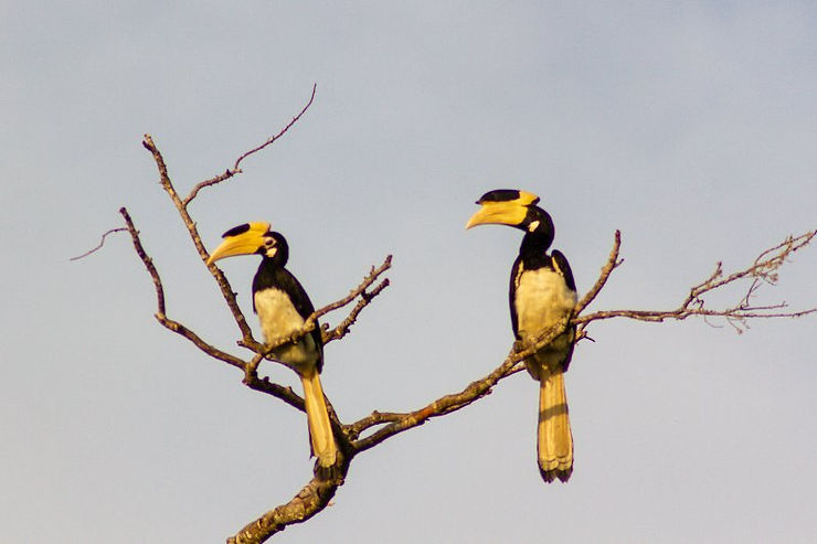 Toucans,  Yala Safari, Tissa