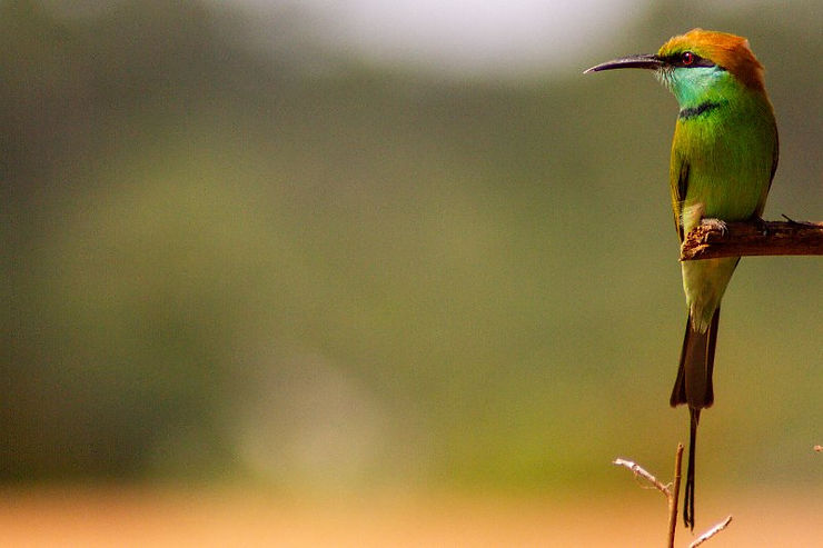 Blue-tailed bee-eater bird, Yala Safari, Tissa