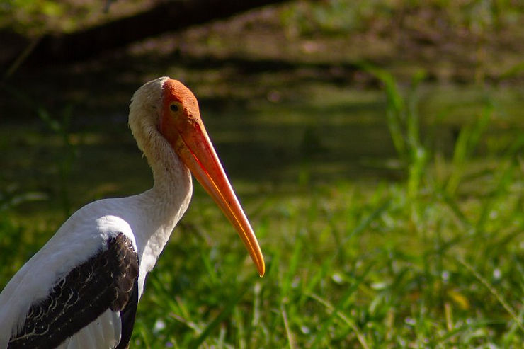 Stork Bird, Yala Safari, Tissa