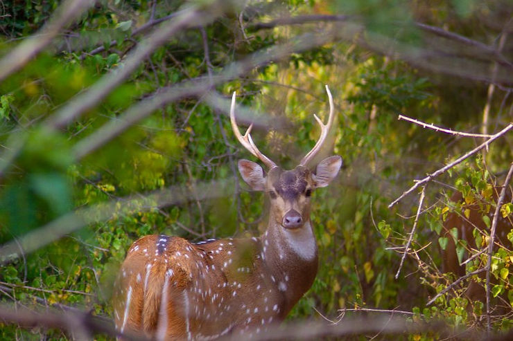 Spotted Deer, Yala Safari, Tissa