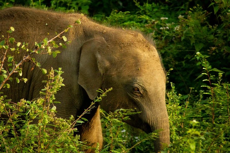 Baby Indian Elephant, Udawalawe National Park, Sri Lanka