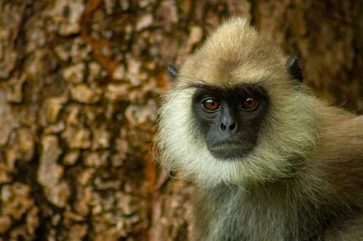 Grey Langur, Udawalawe National Park, Sri Lanka