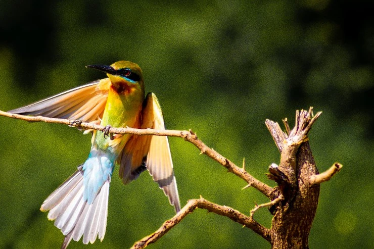 Blue Tailed Bee-eater, Udawalawe National Park, Sri Lanka