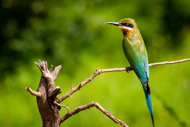 Blue Tailed Bee-eater, Udawalawe National Park, Sri Lanka