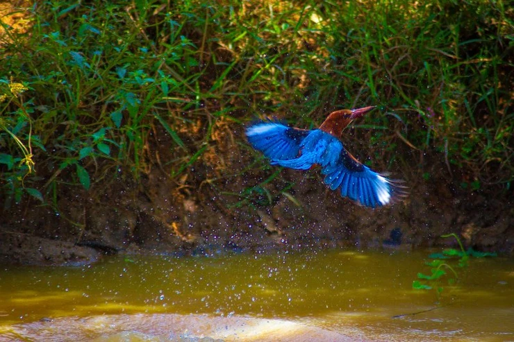 Kingfisher, Udawalawe National Park, Sri Lanka