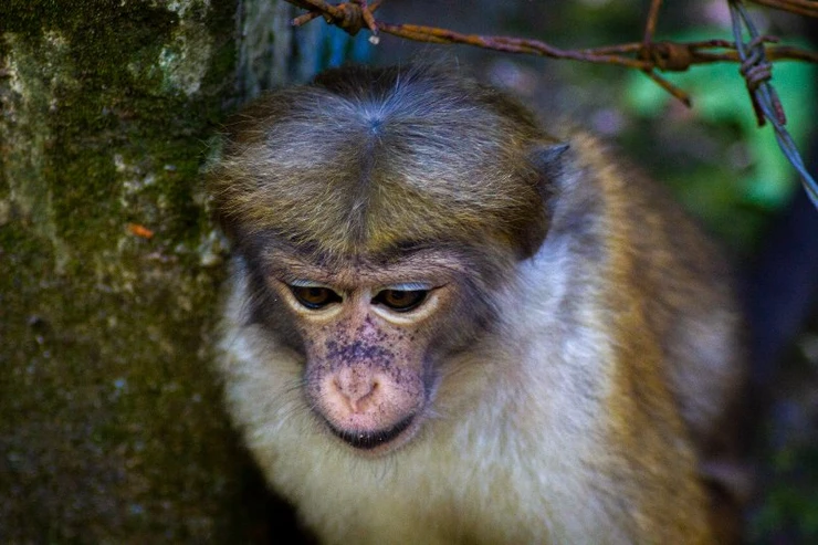 Monkey, Botanical Gardens, Kandy