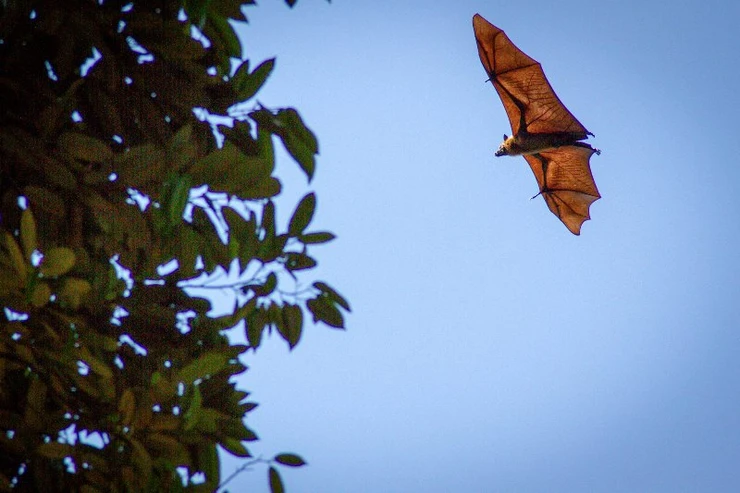 Bat, Botanical Gardens, Kandy