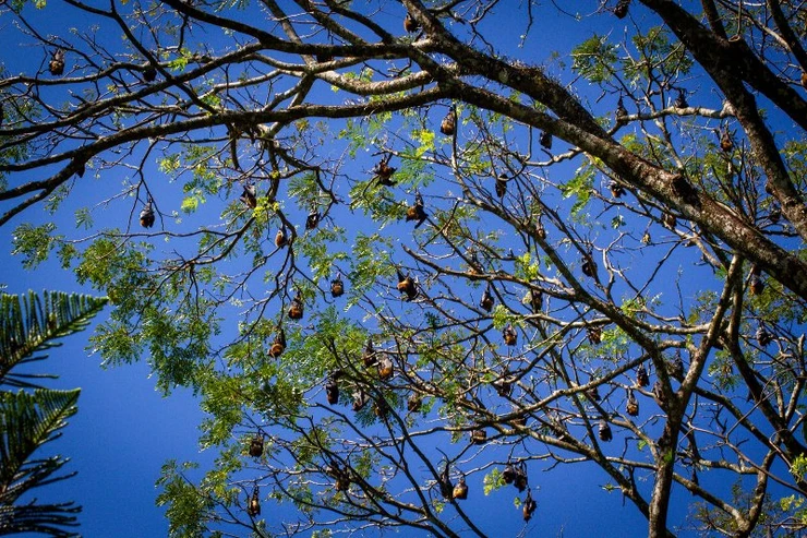 Bats, Botanical Gardens, Kandy