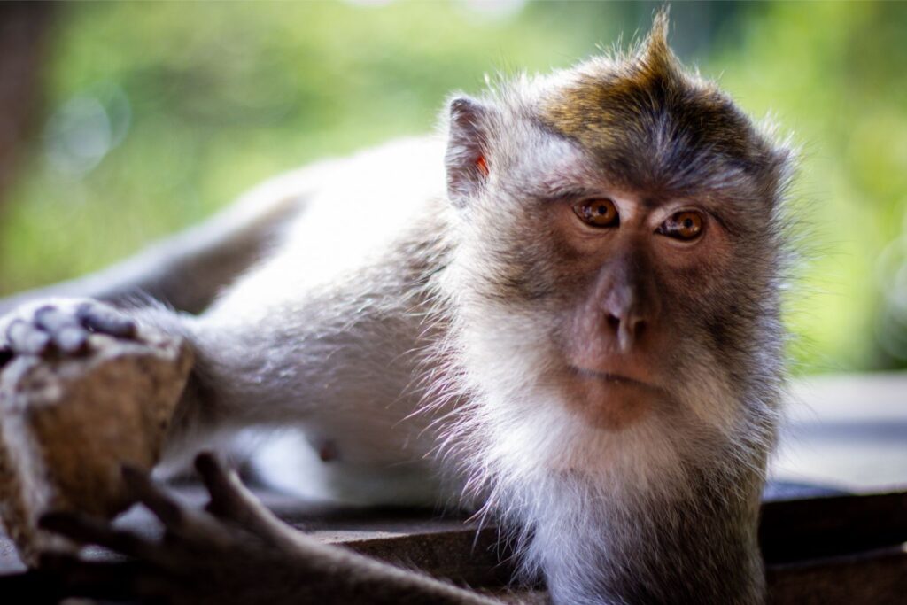 Monkey Forest Sanctuary, Ubud