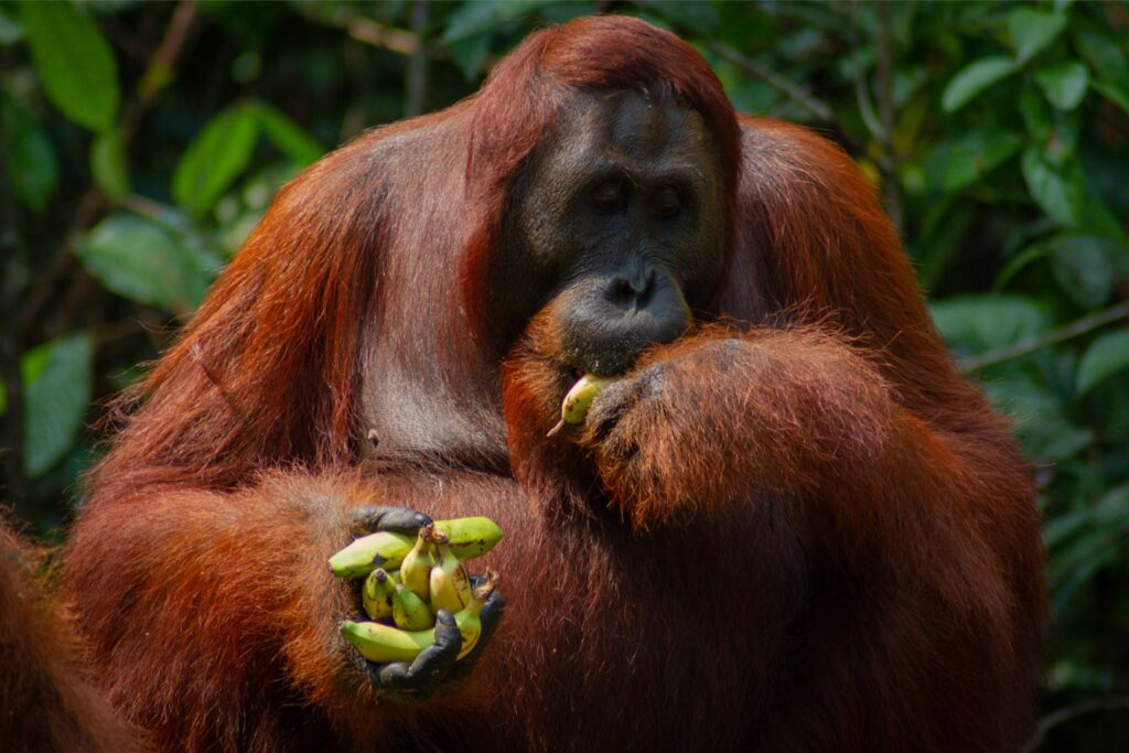 Orangutan, Tanjung Puting, Borneo