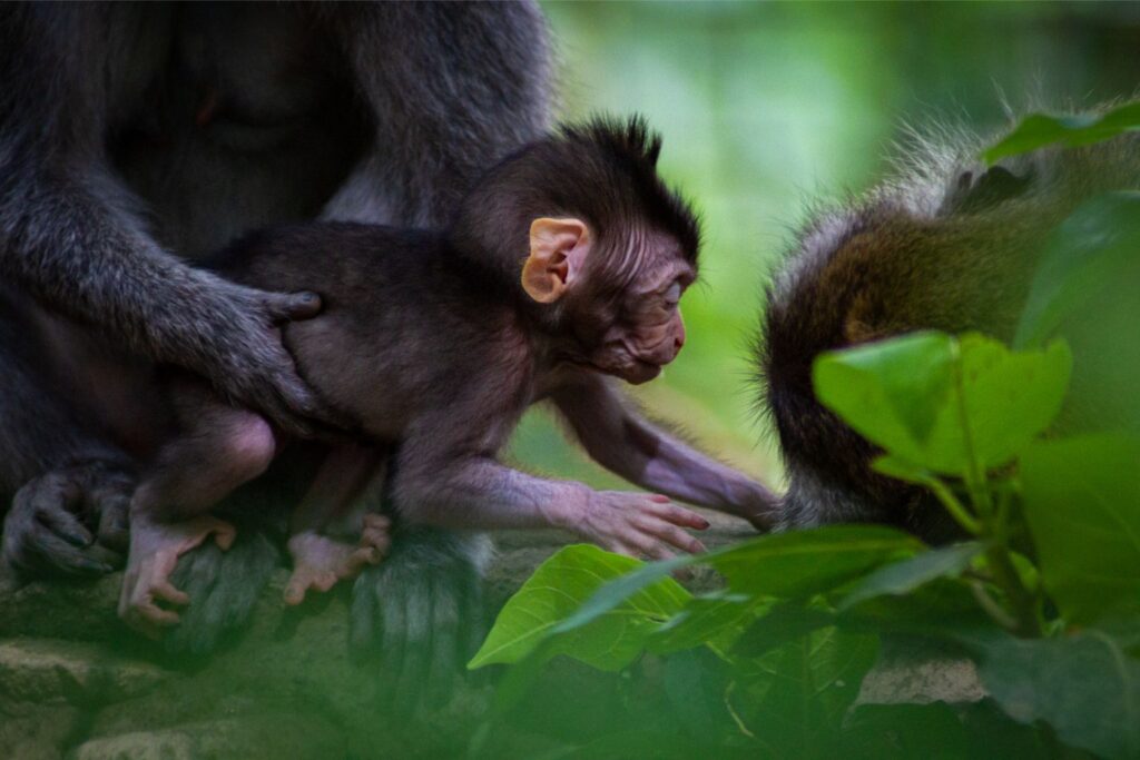 Baby Monkey,Monkey Forest Sanctuary, Ubud