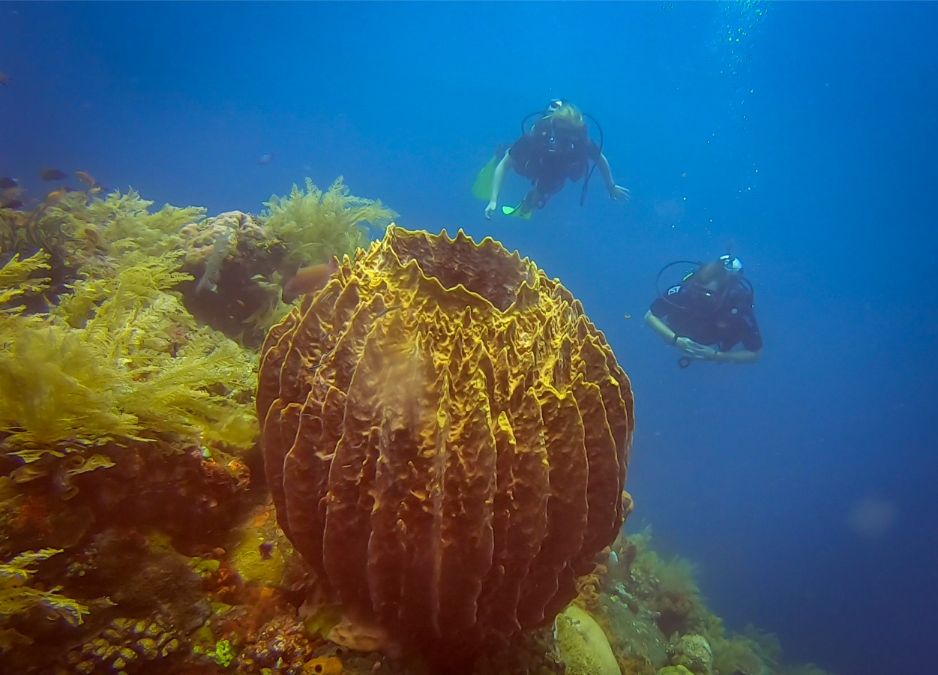 Scuba in Amed