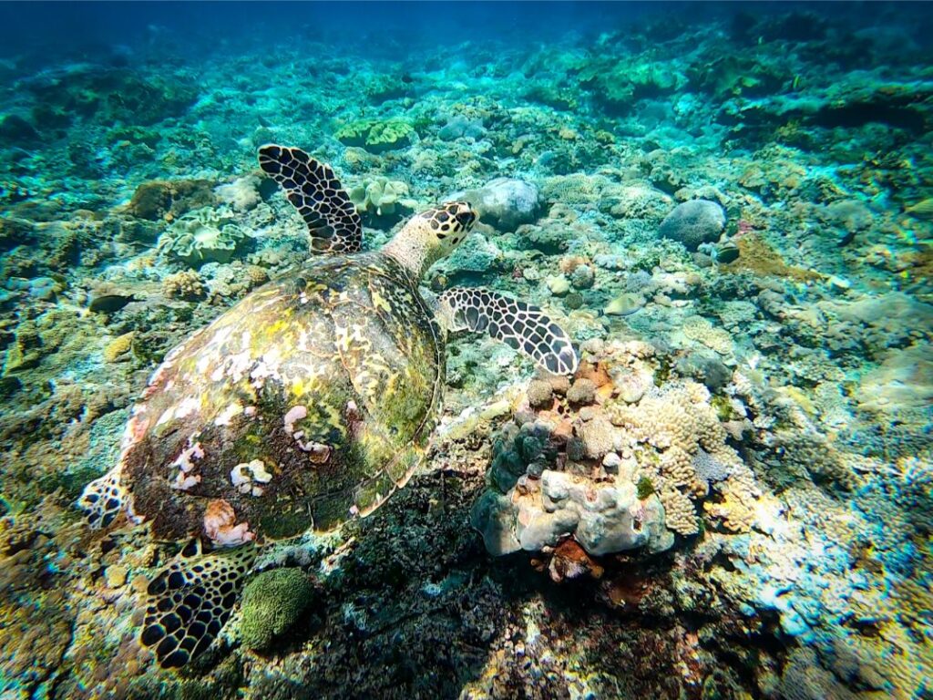 Turtle, diving