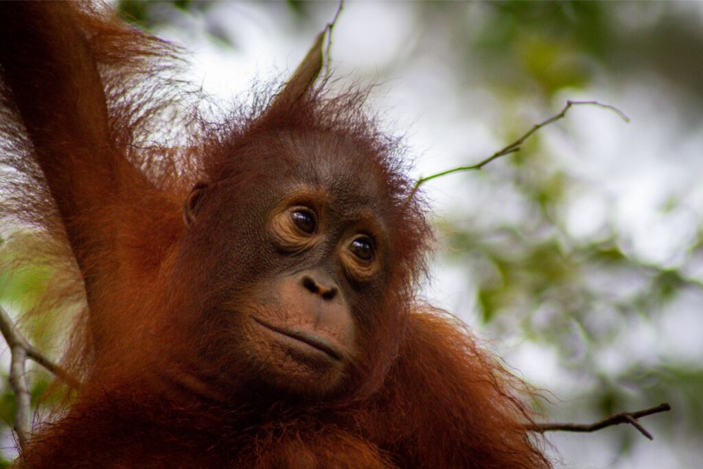 Baby Orangutan, Tanjung Puting, Borneo