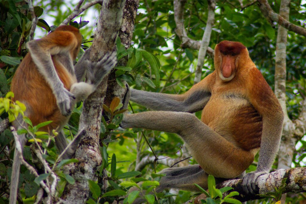 Probiscus Monkey, Tanjung Puting, Borneo