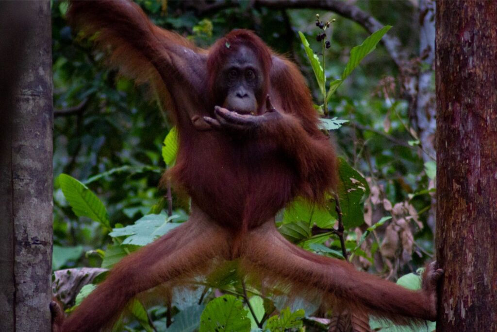 Orangutan, Tanjung Puting, Borneo