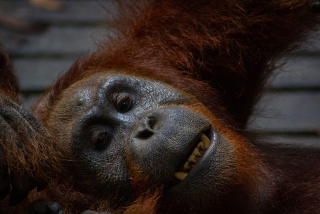 Atlas, Orangutan, Tanjung Puting, Borneo