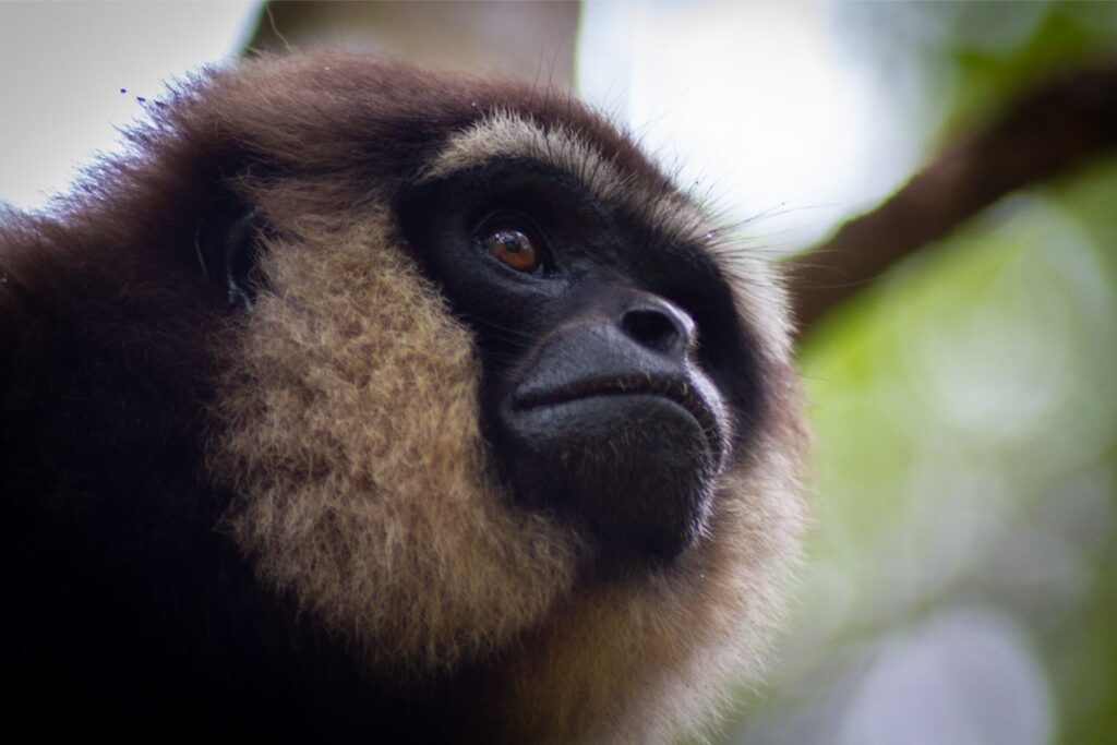 Gibbon, Tanjung Puting, Borneo