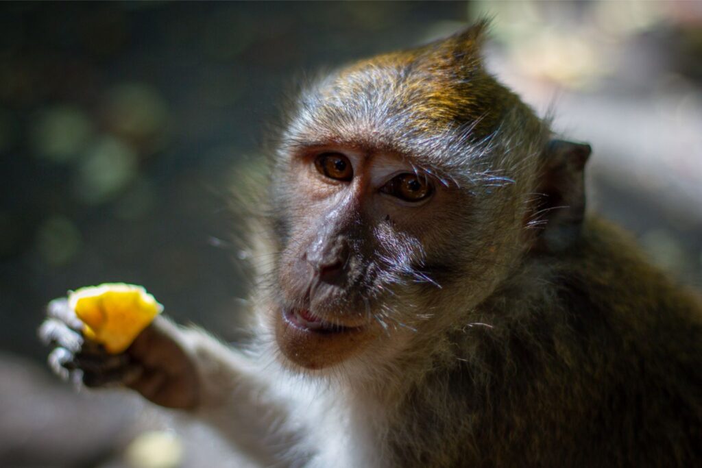 Monkey, Ubud