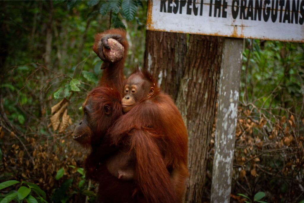 Orangutan mum and adolescent, Tanjung Puting, Borneo