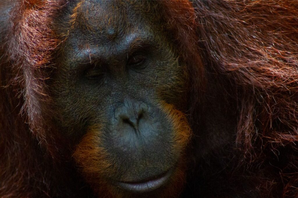 Atlas, Orangutan, Tanjung Puting, Borneo