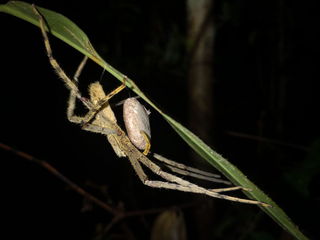 Spider, night safari, Tanjung Puting, Borneo