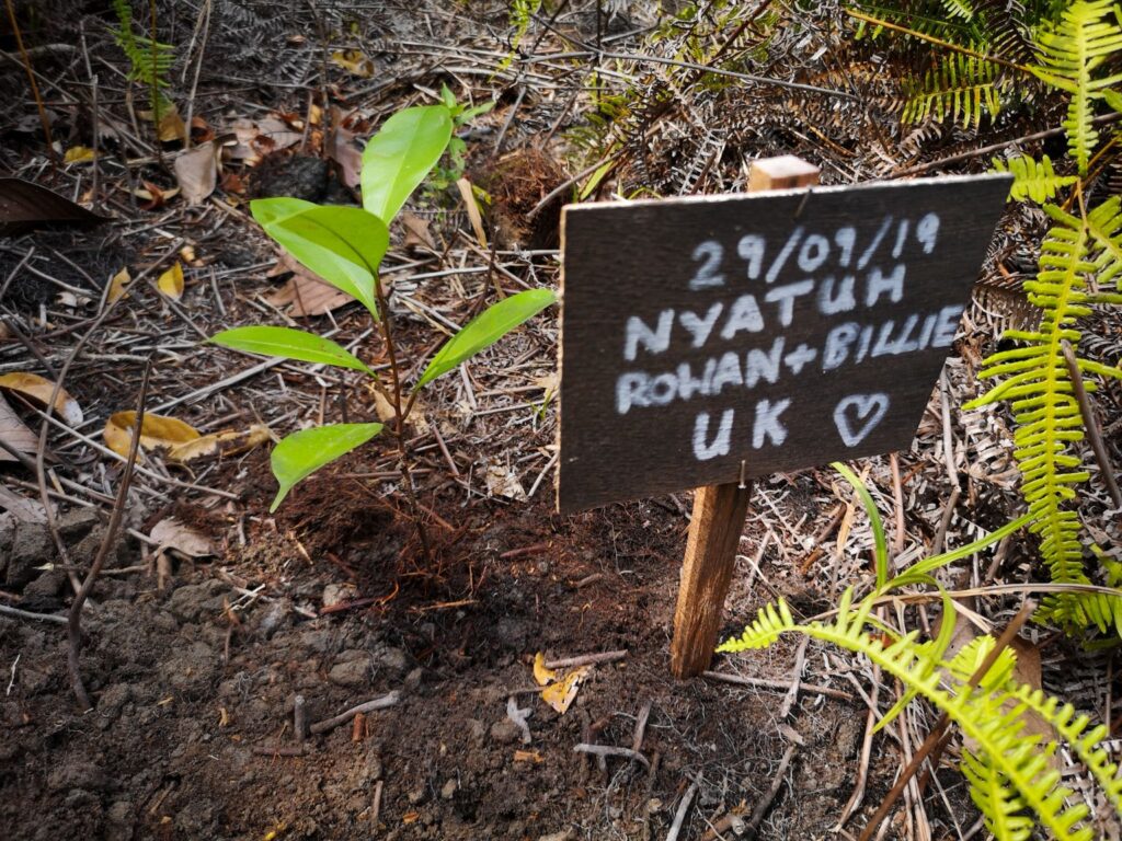 Re-forestation at Tanjung Puting National Park