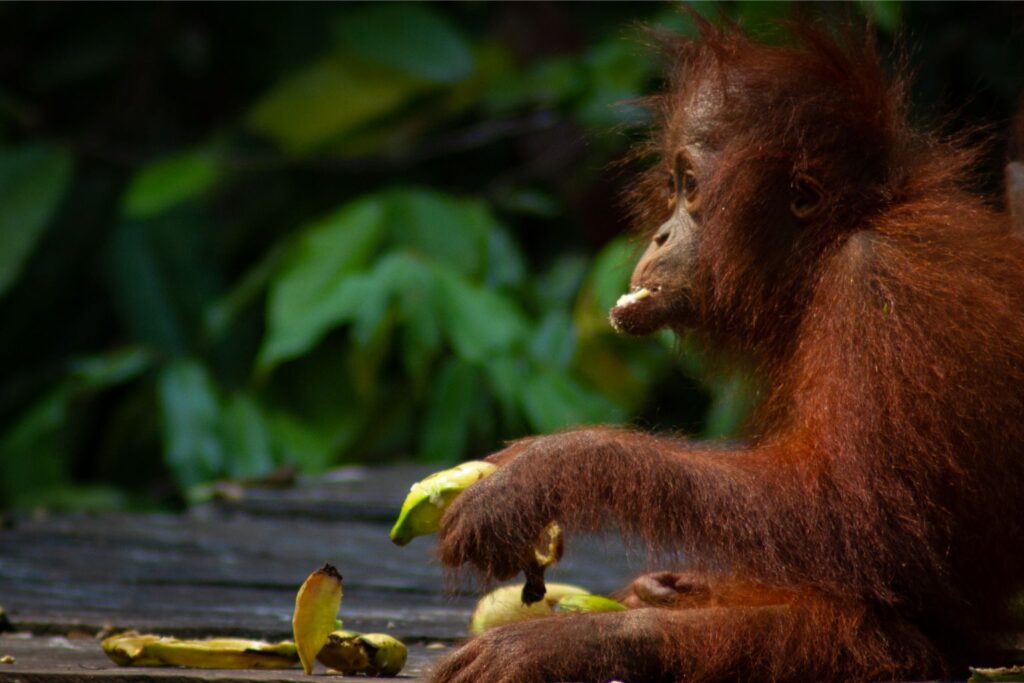 Baby Orangutan, Tanjung Puting, Borneo