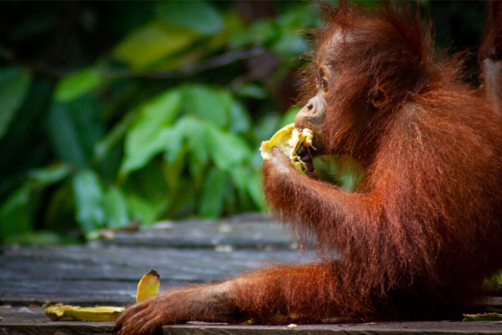 Baby Orangutan, Tanjung Puting, Borneo