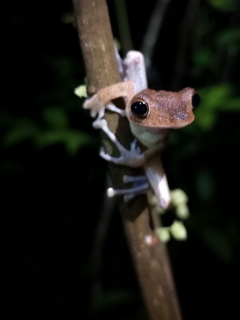 Frog, night safari, Tanjung Puting, Borneo