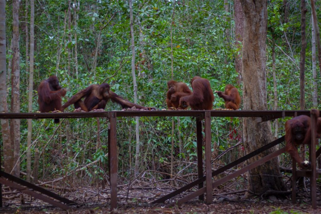 Orangutan platform, Tanjung Puting, Borneo