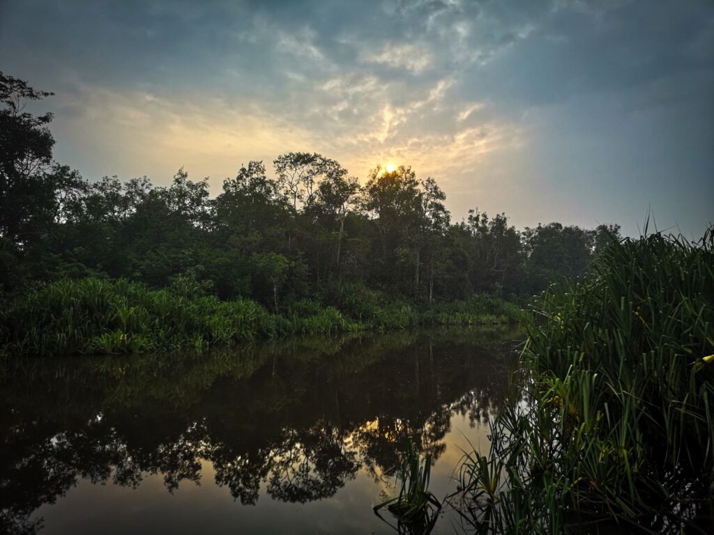 Sunrise, Tanjung Puting, Borneo