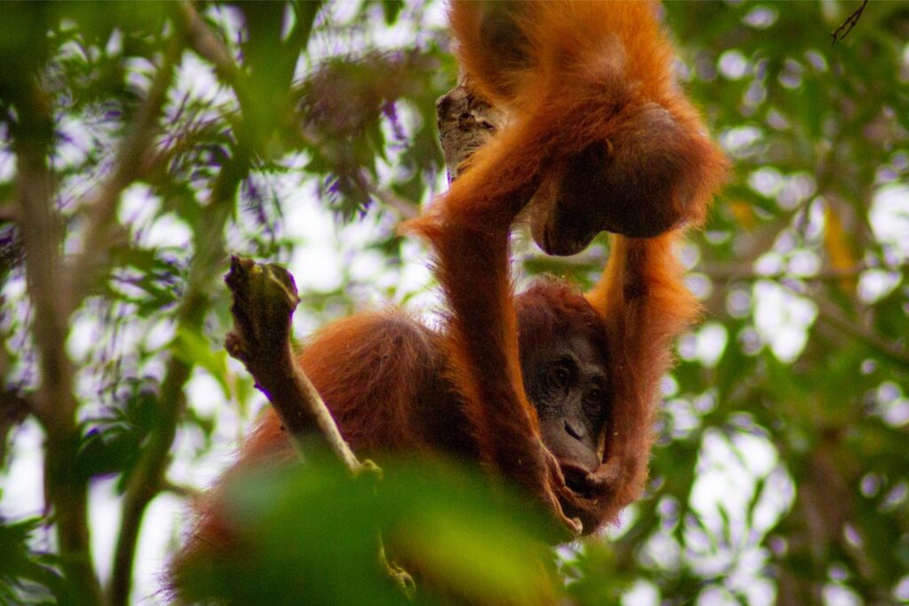 Orangutan mum and adolescent, Tanjung Puting, Borneo