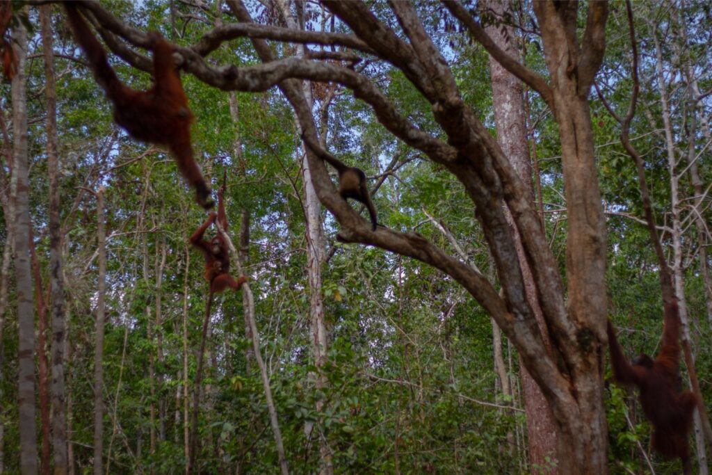 Orangutans, Tanjung Puting, Borneo