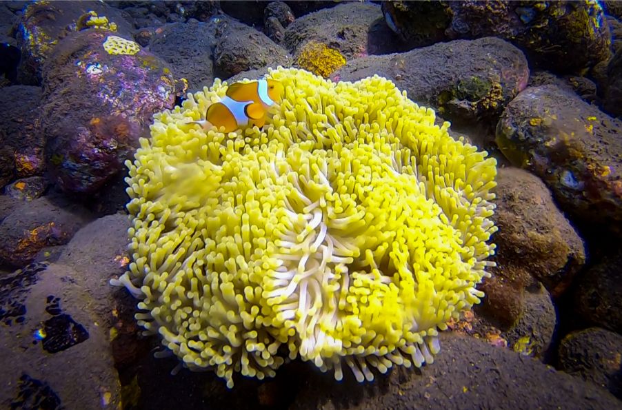 Scuba in Amed