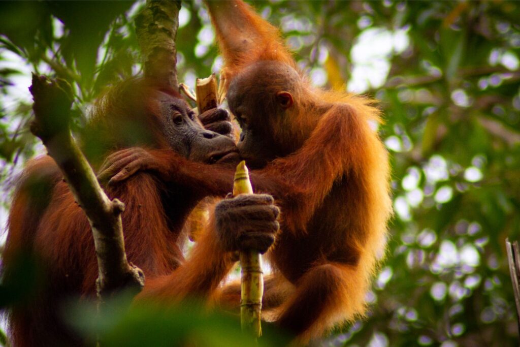 Orangutan mum and adolescent, Tanjung Puting, Borneo