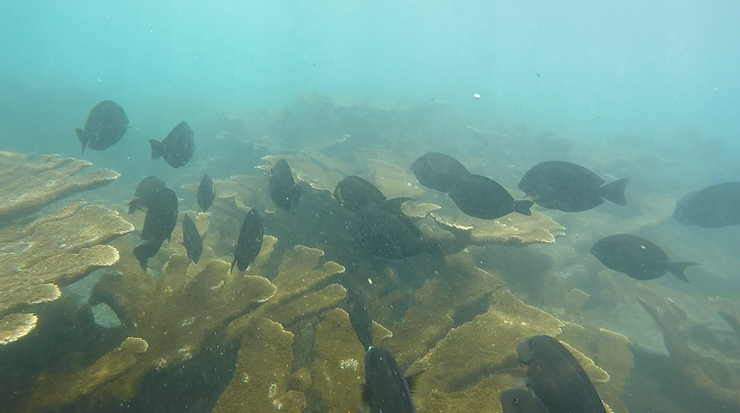 snorkelling in tayrona