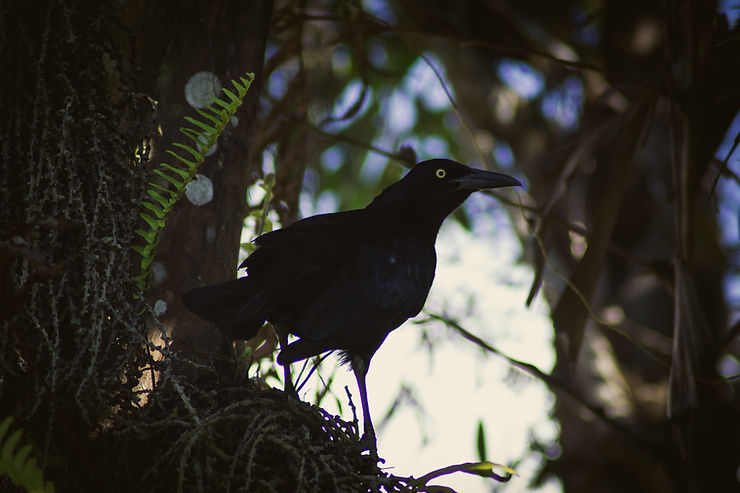 Great-tailed Grackle, bird