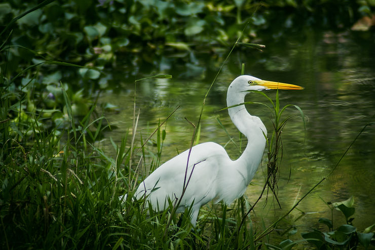 Great white Egret bird